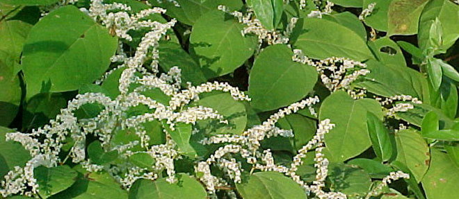 No to Knotweed – Property Nightmare!